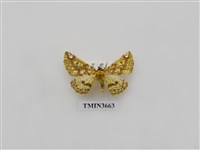 藏品(尺蛾292)的圖片